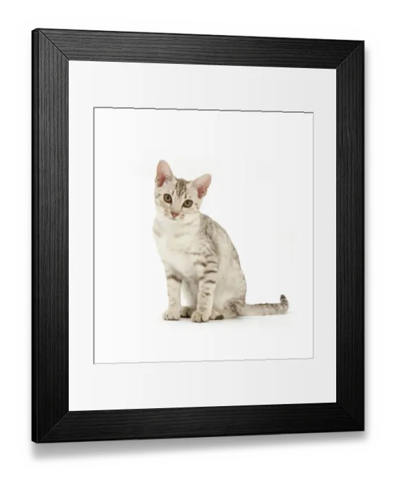 Framed Print : Ocicat kitten sitting Framed Print : Ocicat kitten sitting