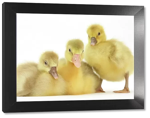 Three domestic goose, Embden x Greylag, goslings