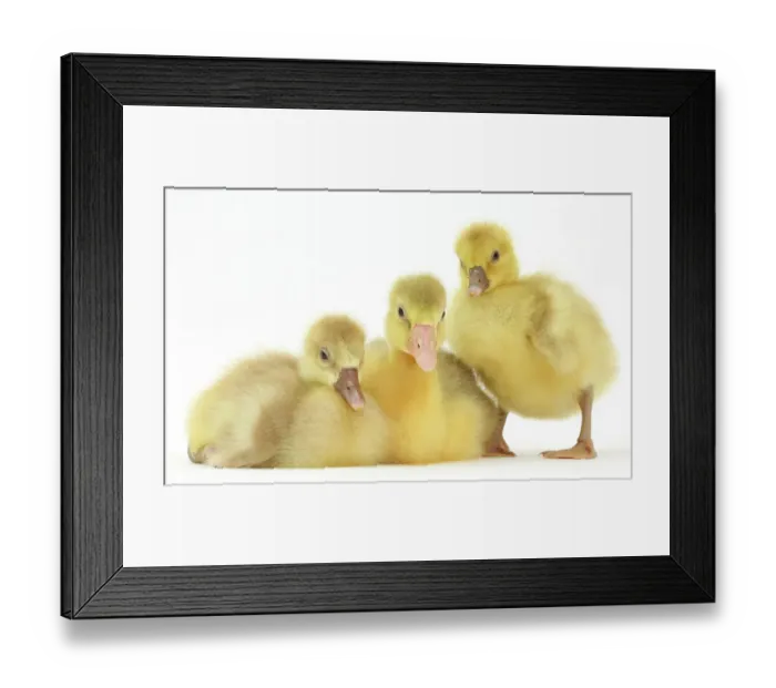 Framed Print : Three domestic goose, Embden x Greylag, goslings Framed Print : Three domestic goose, Embden x Greylag, goslings