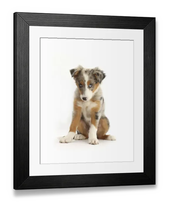 Framed Print : Tricolour merle Collie puppy, Indie, age 10 weeks Framed Print : Tricolour merle Collie puppy, Indie, age 10 weeks