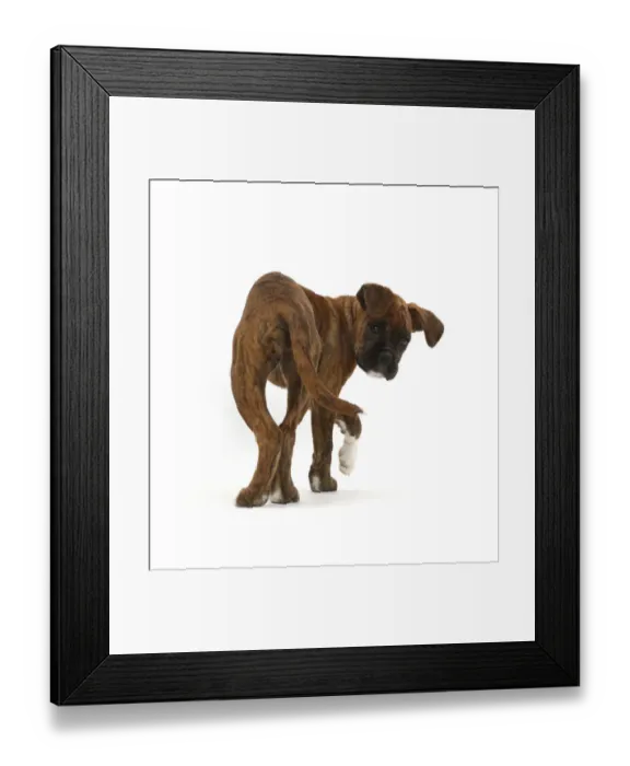 Framed Print : Boxer puppy turning and looking round Framed Print : Boxer puppy turning and looking round