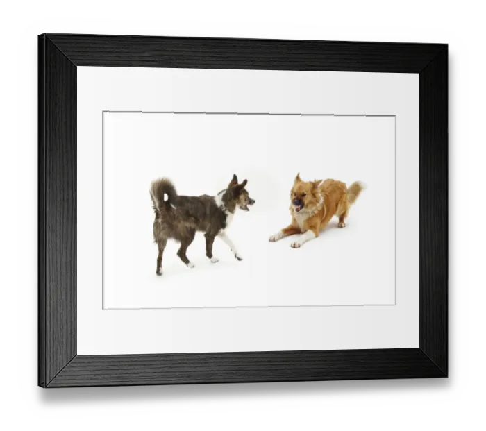 Framed Print : Collie cross dogs Brec and Bliss, exchanging angry snarls. Brec with hackles raised Framed Print : Collie cross dogs Brec and Bliss, exchanging angry snarls. Brec with hackles raised