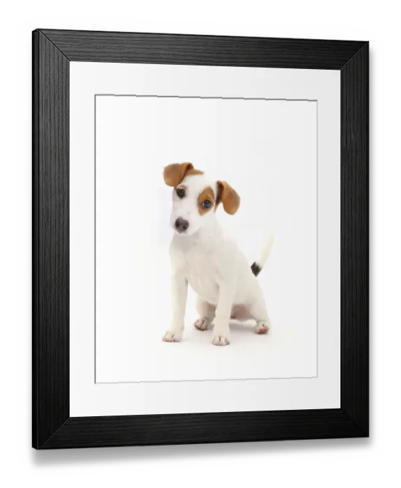 Framed Print : Jack Russell Terrier puppy sitting Framed Print : Jack Russell Terrier puppy sitting