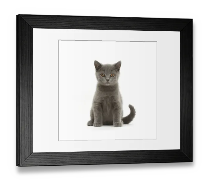 Framed Print : Blue British Shorthair kitten sitting Framed Print : Blue British Shorthair kitten sitting