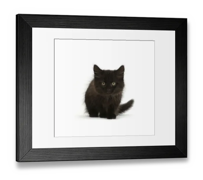 Framed Print : RF- Fluffy black kitten, age 10 weeks Framed Print : RF- Fluffy black kitten, age 10 weeks