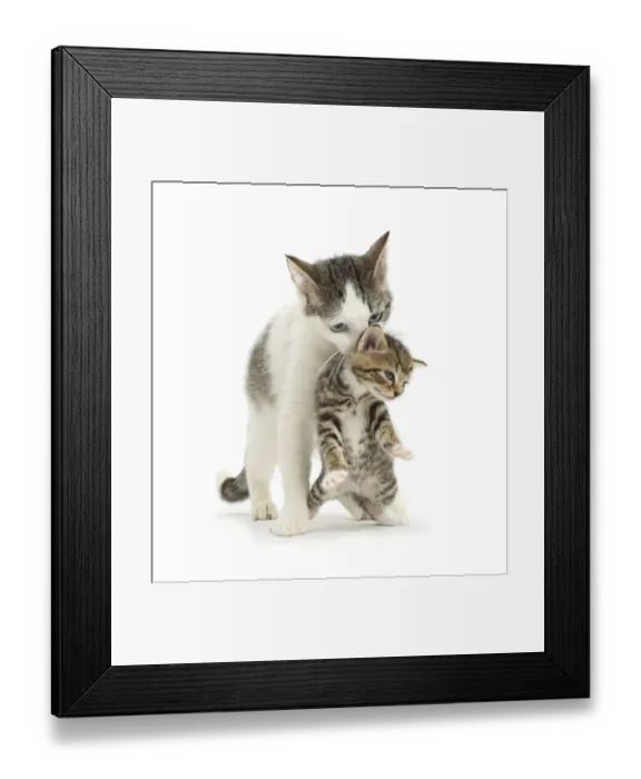 Framed Print : Tabby-and-white Siberian-cross mother cat carrying her tabby kitten, 4 weeks Framed Print : Tabby-and-white Siberian-cross mother cat carrying her tabby kitten, 4 weeks