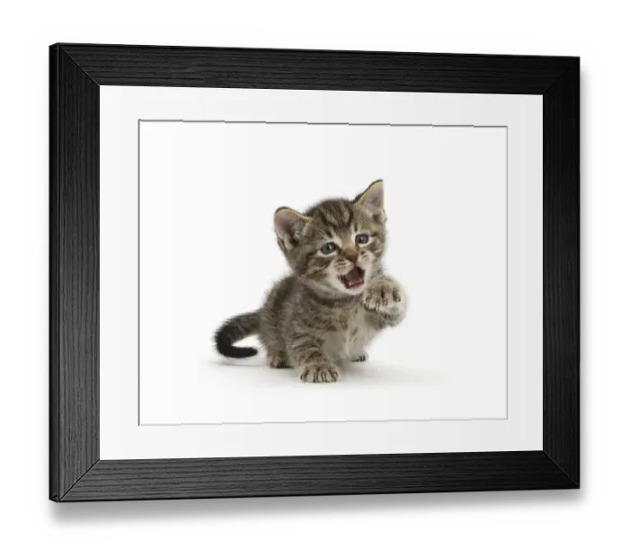 Framed Print : Very young tabby kitten, 6 weeks, with raised paw and open mouth Framed Print : Very young tabby kitten, 6 weeks, with raised paw and open mouth