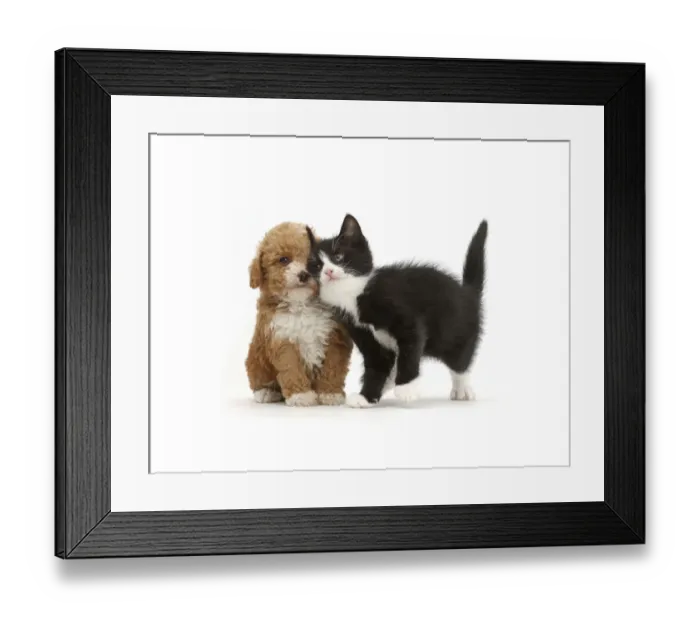 Framed Print : Black-and-white kitten, Solo, 6 weeks, rubbing against F1b toy Goldendoodle (Golden Framed Print : Black-and-white kitten, Solo, 6 weeks, rubbing against F1b toy Goldendoodle (Golden