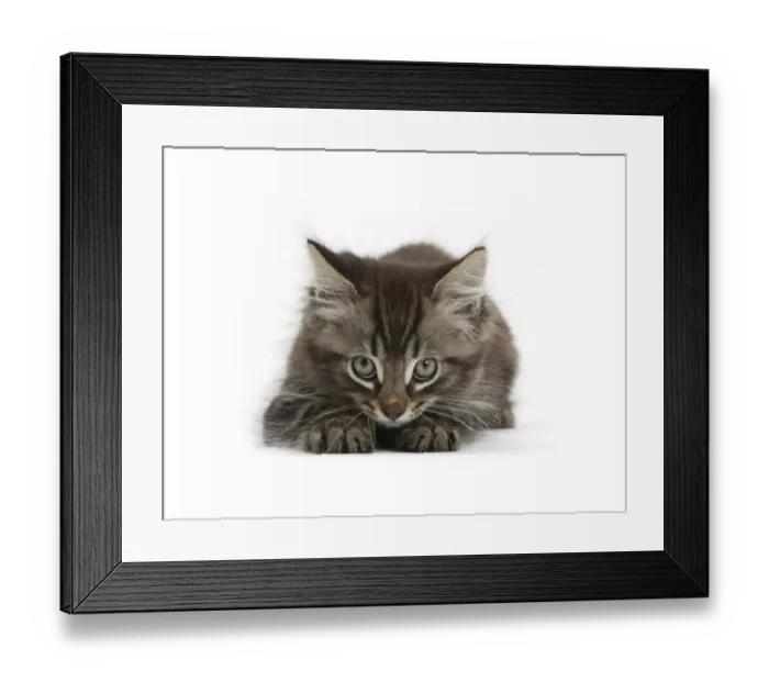Framed Print : Tabby kitten, Squidge, age 10 weeks Framed Print : Tabby kitten, Squidge, age 10 weeks