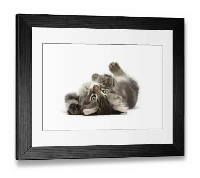 Framed Print : Tabby kitten, Squidge, 10 weeks, playfully rolling on his back Framed Print : Tabby kitten, Squidge, 10 weeks, playfully rolling on his back