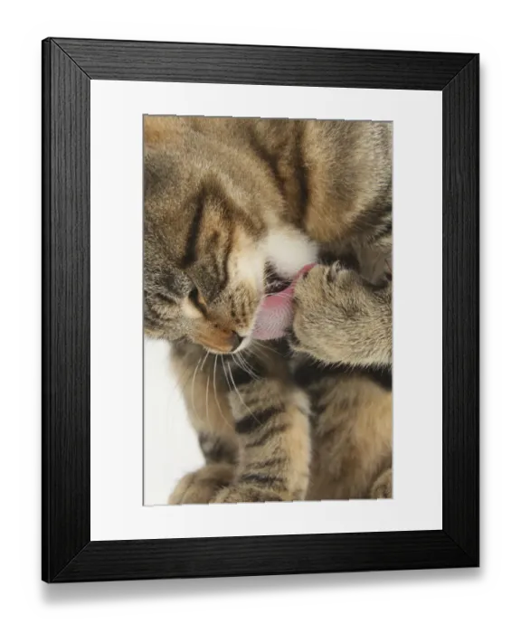 Framed Print : Tabby kitten grooming paw Framed Print : Tabby kitten grooming paw