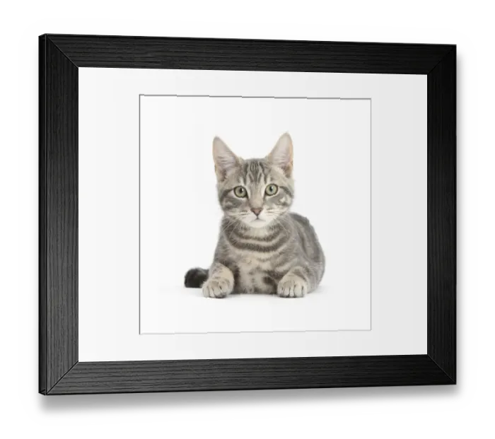 Framed Print : Tabby cat, Max, 5 months, lying with head up Framed Print : Tabby cat, Max, 5 months, lying with head up