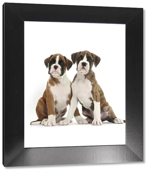 Boxer puppies, 8 weeks, sitting, against white background