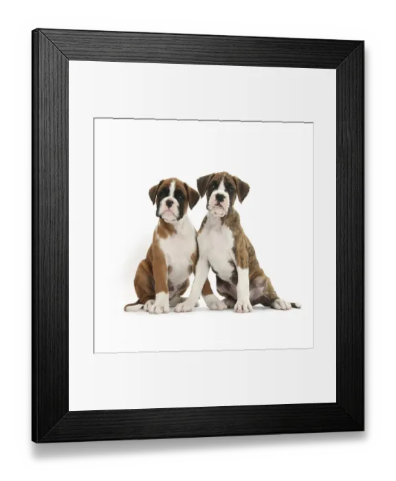 Framed Print : Boxer puppies, 8 weeks, sitting, against white background Framed Print : Boxer puppies, 8 weeks, sitting, against white background