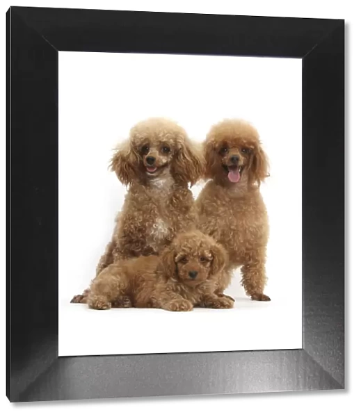 RF- Red Toy Poodle dog, Reggie, with bitch and puppy, against white background