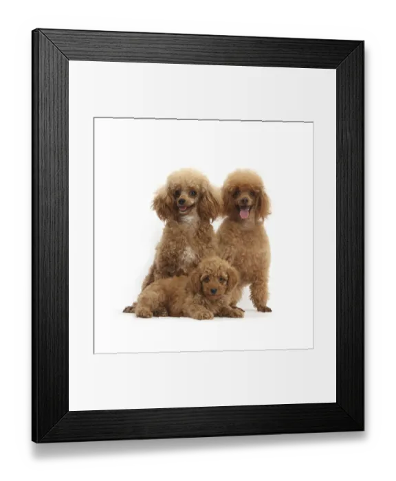 Framed Print : RF- Red Toy Poodle dog, Reggie, with bitch and puppy, against white background Framed Print : RF- Red Toy Poodle dog, Reggie, with bitch and puppy, against white background