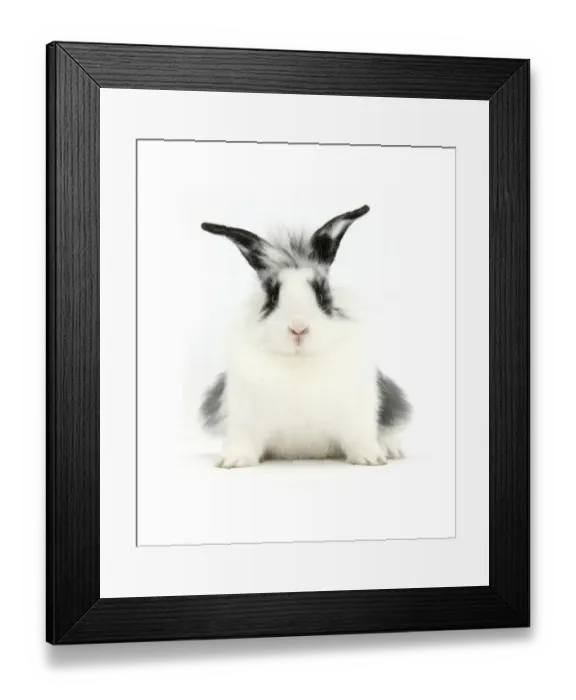 Framed Print : Young Lionhead-cross rabbit, against white background Framed Print : Young Lionhead-cross rabbit, against white background