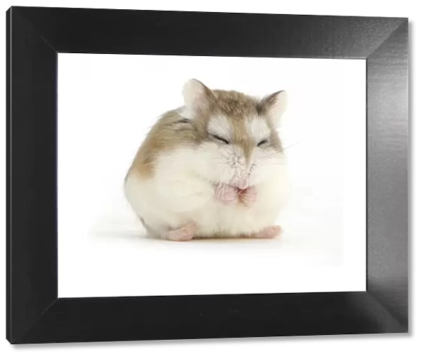 Roborovski Hamster (Phodopus roborovskii) asleep sitting up, against white background