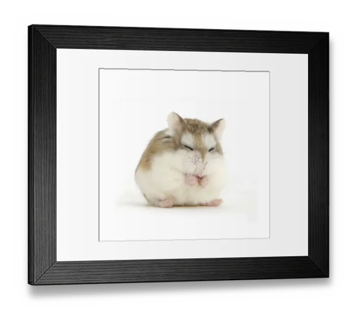 Framed Print : Roborovski Hamster (Phodopus roborovskii) asleep sitting up, against white background Framed Print : Roborovski Hamster (Phodopus roborovskii) asleep sitting up, against white background