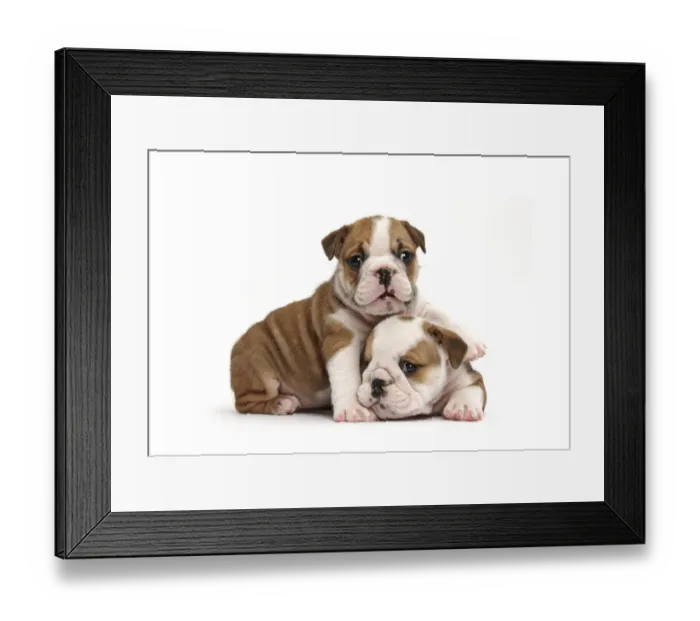 Framed Print : Two cute bulldog pups, 5 weeks, against white background Framed Print : Two cute bulldog pups, 5 weeks, against white background