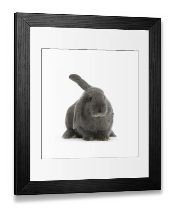 Framed Print : Blue-grey floppy-eared rabbit, against white background Framed Print : Blue-grey floppy-eared rabbit, against white background