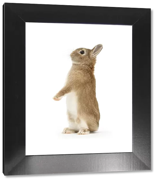Sandy Netherland dwarf-cross rabbit, Peter, standing up, against white background
