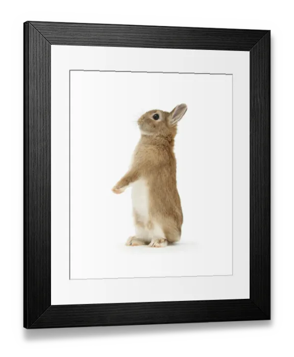 Framed Print : Sandy Netherland dwarf-cross rabbit, Peter, standing up, against white background Framed Print : Sandy Netherland dwarf-cross rabbit, Peter, standing up, against white background