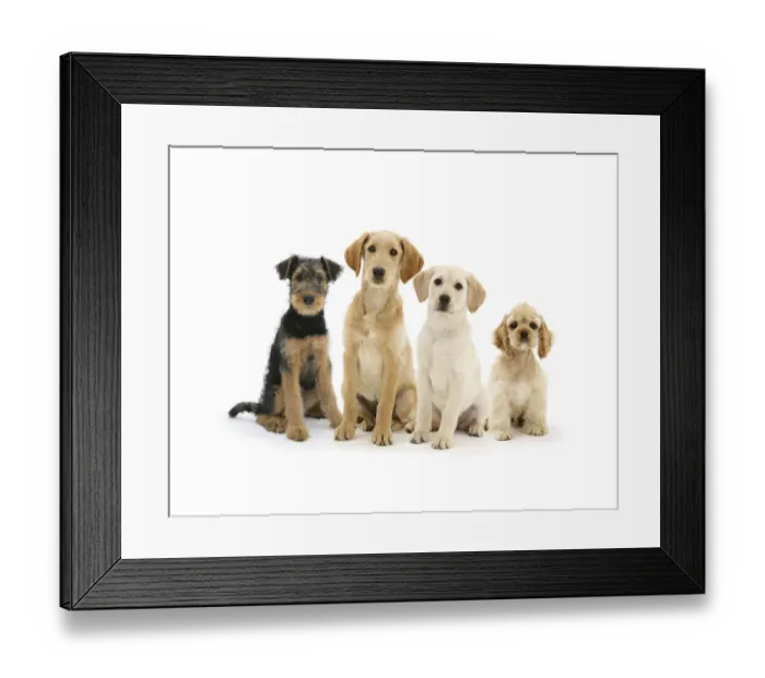 Framed Print : Airedale Terrier bitch pup, Molly, 3 months, Labradoodle pup, Maddy, Yellow Labrador Retriever pup Framed Print : Airedale Terrier bitch pup, Molly, 3 months, Labradoodle pup, Maddy, Yellow Labrador Retriever pup