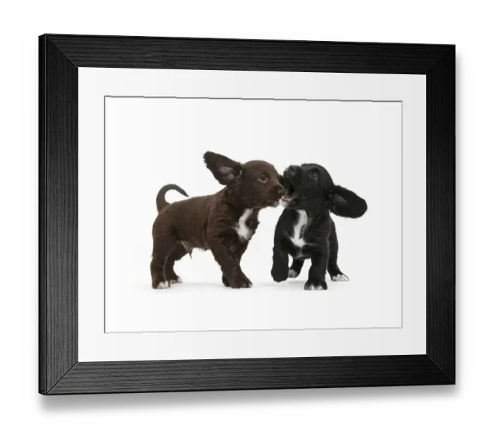 Framed Print : Black and chocolate Cocker Spaniel puppies play-fighting, against white background Framed Print : Black and chocolate Cocker Spaniel puppies play-fighting, against white background