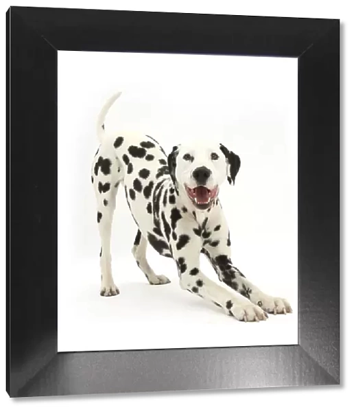 Dalmatian dog, Barney, 6 years, in play-bow stance, against white background