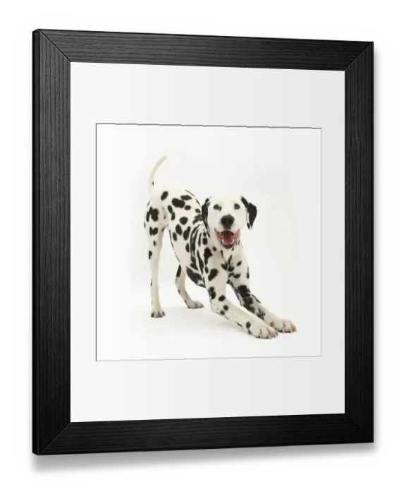 Framed Print : Dalmatian dog, Barney, 6 years, in play-bow stance, against white background Framed Print : Dalmatian dog, Barney, 6 years, in play-bow stance, against white background