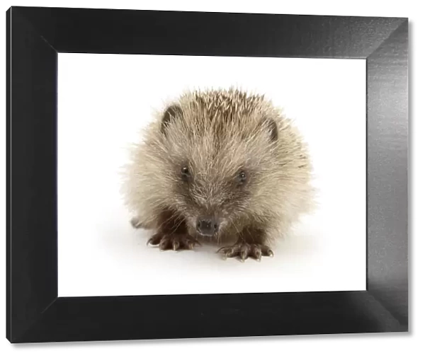Baby Hedgehog (Erinaceus europaeus), against white background