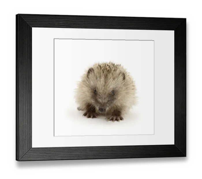 Framed Print : Baby Hedgehog (Erinaceus europaeus), against white background Framed Print : Baby Hedgehog (Erinaceus europaeus), against white background