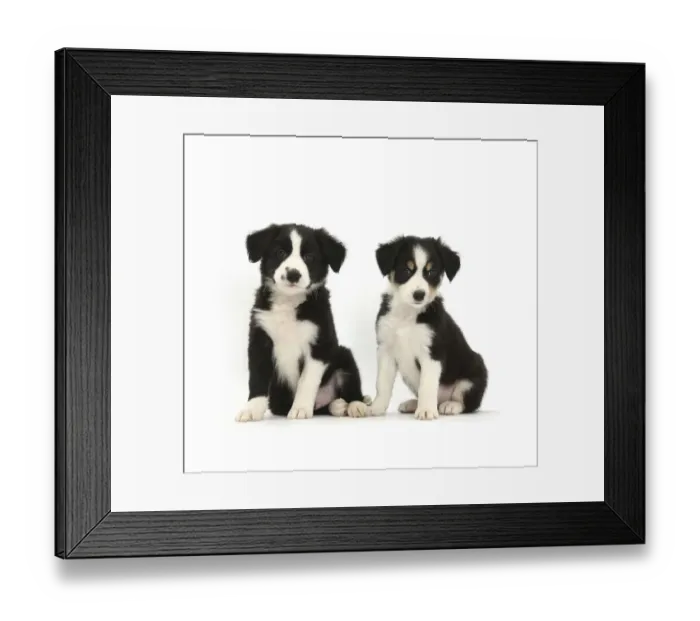 Framed Print : RF- Border Collie puppies, age 6 weeks Framed Print : RF- Border Collie puppies, age 6 weeks