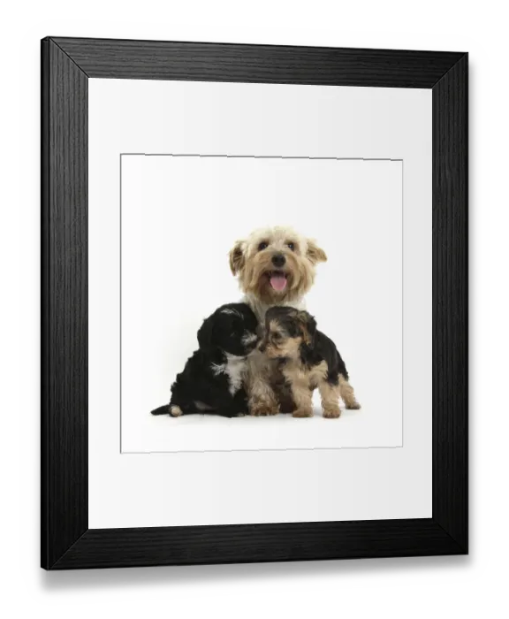 Framed Print : Yorkshire Terrier mother, Evie, with her two Yorkishire terrier x Poodle Yorkipoo pups Framed Print : Yorkshire Terrier mother, Evie, with her two Yorkishire terrier x Poodle Yorkipoo pups