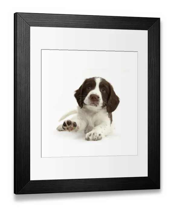 Framed Print : Working English Springer Spaniel puppy, 6 weeks, lying with head up and pointing a paw