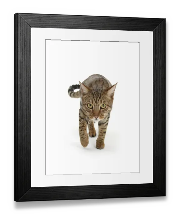Framed Print : Bengal male cat stalking Framed Print : Bengal male cat stalking
