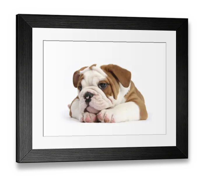 Framed Print : RF- Head portrait of Bulldog puppy with chin on paws Framed Print : RF- Head portrait of Bulldog puppy with chin on paws
