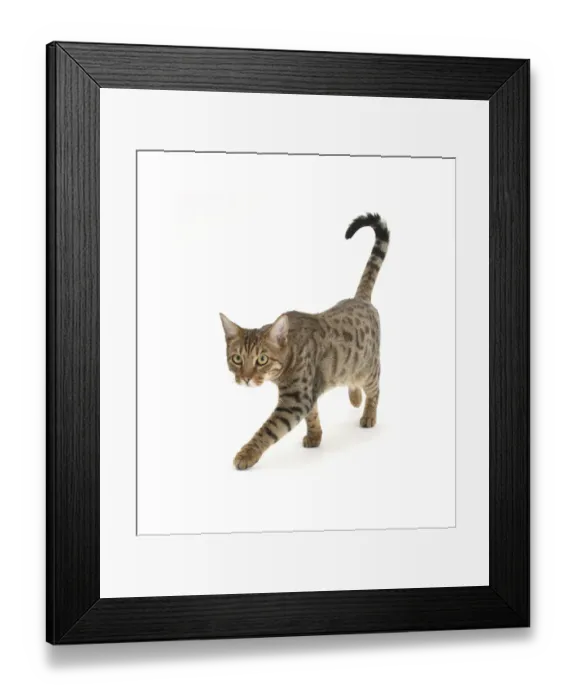 Framed Print : Bengal male cat stalking