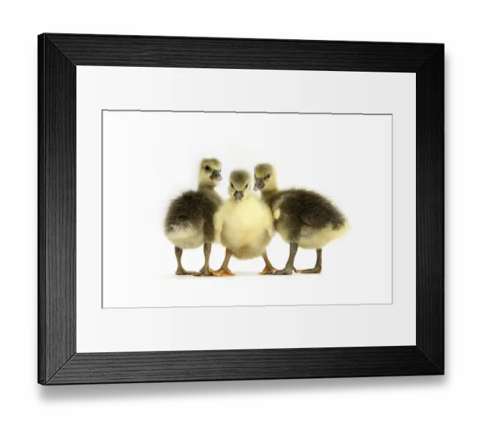 Framed Print : Three Embden x Greylag Goslings