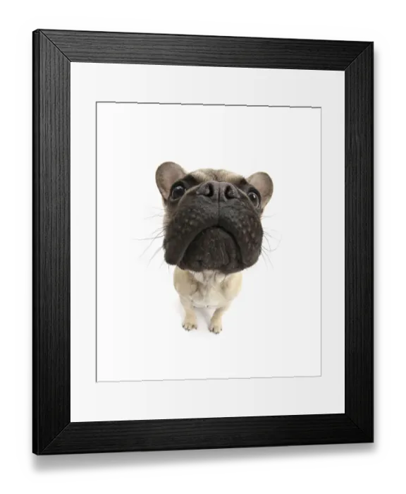 Framed Print : French Bulldog sitting looking up, close up of muzzle Framed Print : French Bulldog sitting looking up, close up of muzzle