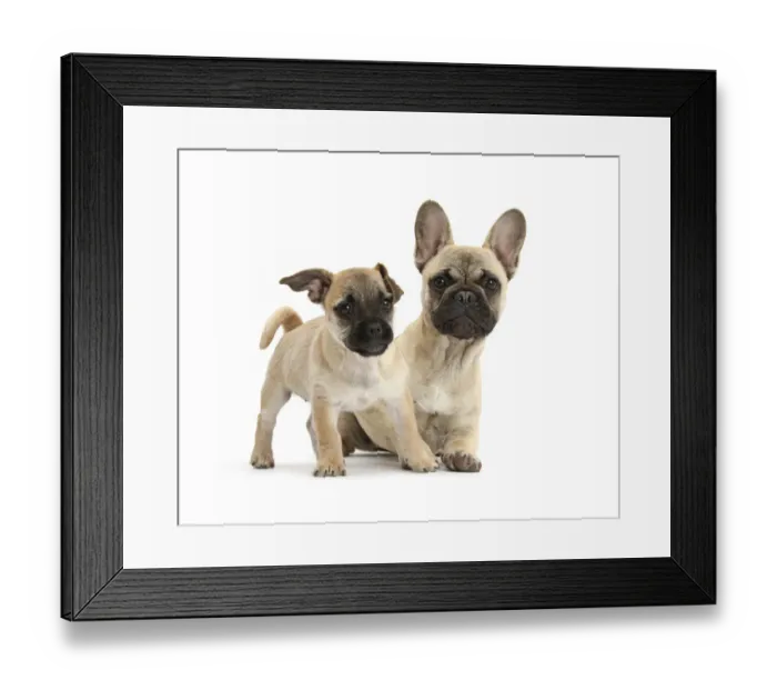 Framed Print : Pug x Jack Russell Terrier Jug puppy, age 9 weeks, and French Bulldog Framed Print : Pug x Jack Russell Terrier Jug puppy, age 9 weeks, and French Bulldog