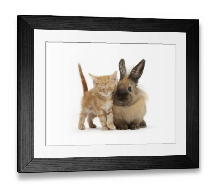 Framed Print : Sleepy ginger kitten and lionhead cross rabbit Framed Print : Sleepy ginger kitten and lionhead cross rabbit