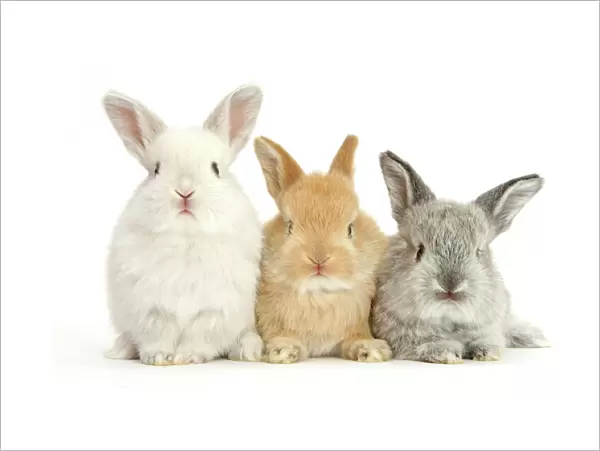 RF- Three baby lop rabbits