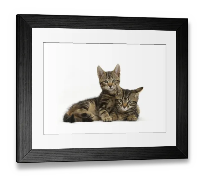Framed Print : Two tabby kittens, Smudge and Picasso, age 9 weeks Framed Print : Two tabby kittens, Smudge and Picasso, age 9 weeks