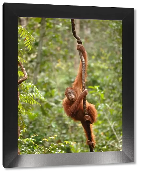 Orangutan {Pongo pygmaeus} adult climbing vine, Rehabilitation sanctuary, Tanjung