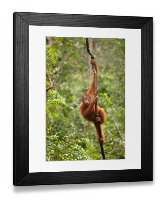 Framed Print : Orangutan {Pongo pygmaeus} adult climbing vine, Rehabilitation sanctuary, Tanjung Framed Print : Orangutan {Pongo pygmaeus} adult climbing vine, Rehabilitation sanctuary, Tanjung