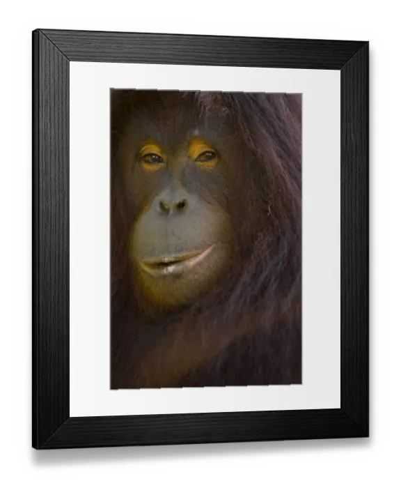 Framed Print : Orangutan {Pong pygmaeus} portrait, Sungai Kinabatangan, Sabah, Borneo, Malaysia Framed Print : Orangutan {Pong pygmaeus} portrait, Sungai Kinabatangan, Sabah, Borneo, Malaysia