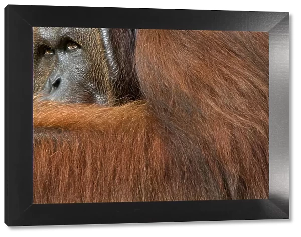 Orang utan (Pongo pygmaeus) head portrait of dominant male called Richie, Semengoh Nature reserve