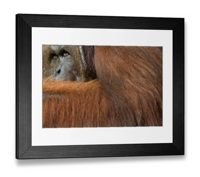 Framed Print : Orang utan (Pongo pygmaeus) head portrait of dominant male called Richie, Semengoh Nature reserve Framed Print : Orang utan (Pongo pygmaeus) head portrait of dominant male called Richie, Semengoh Nature reserve